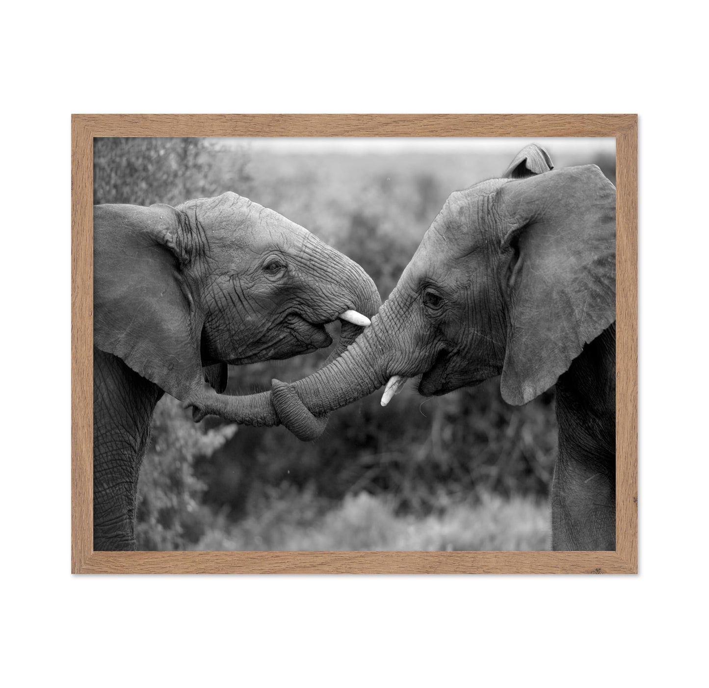 Caring Elephants