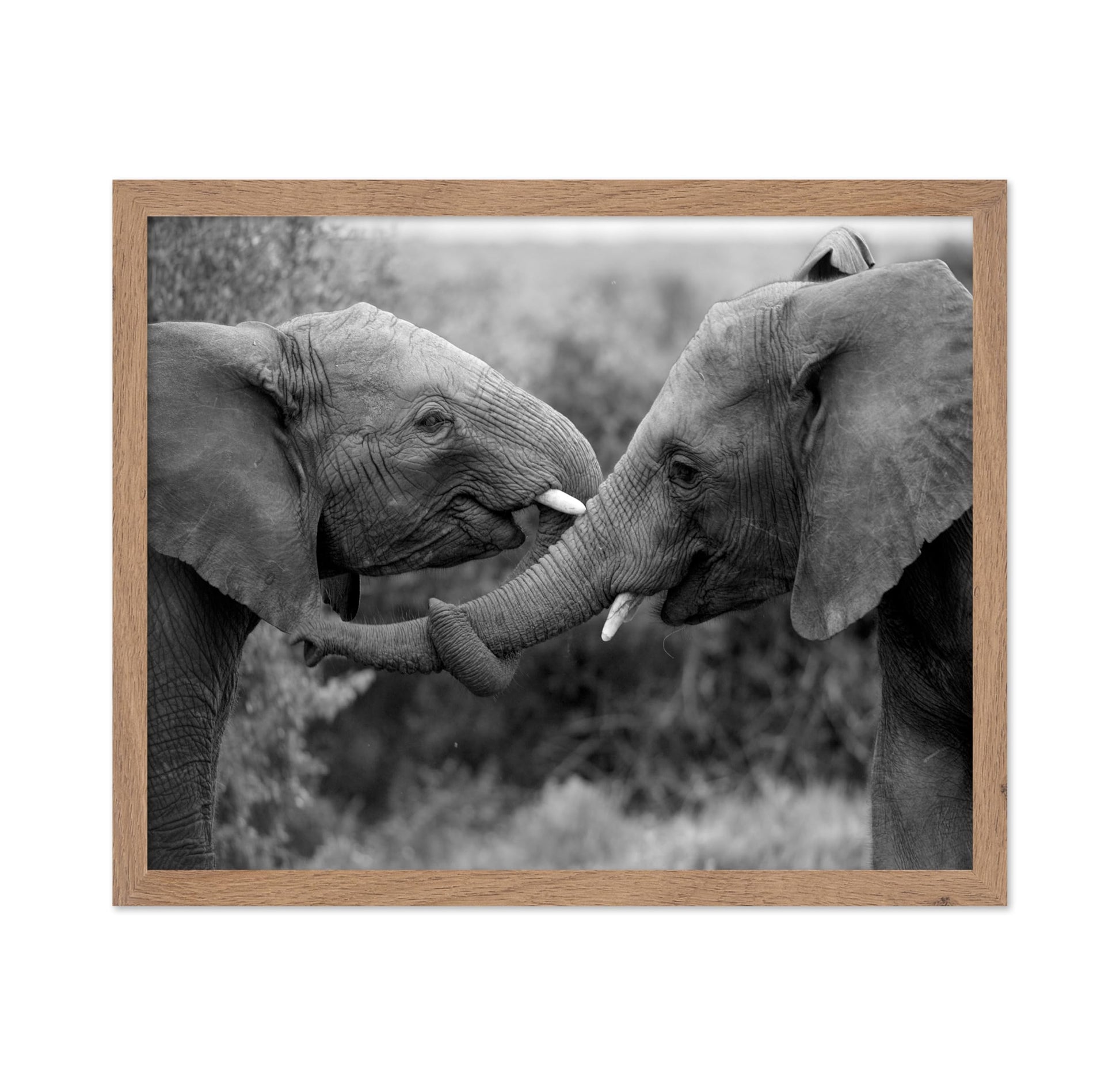 Caring Elephants