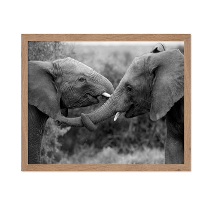 Caring Elephants