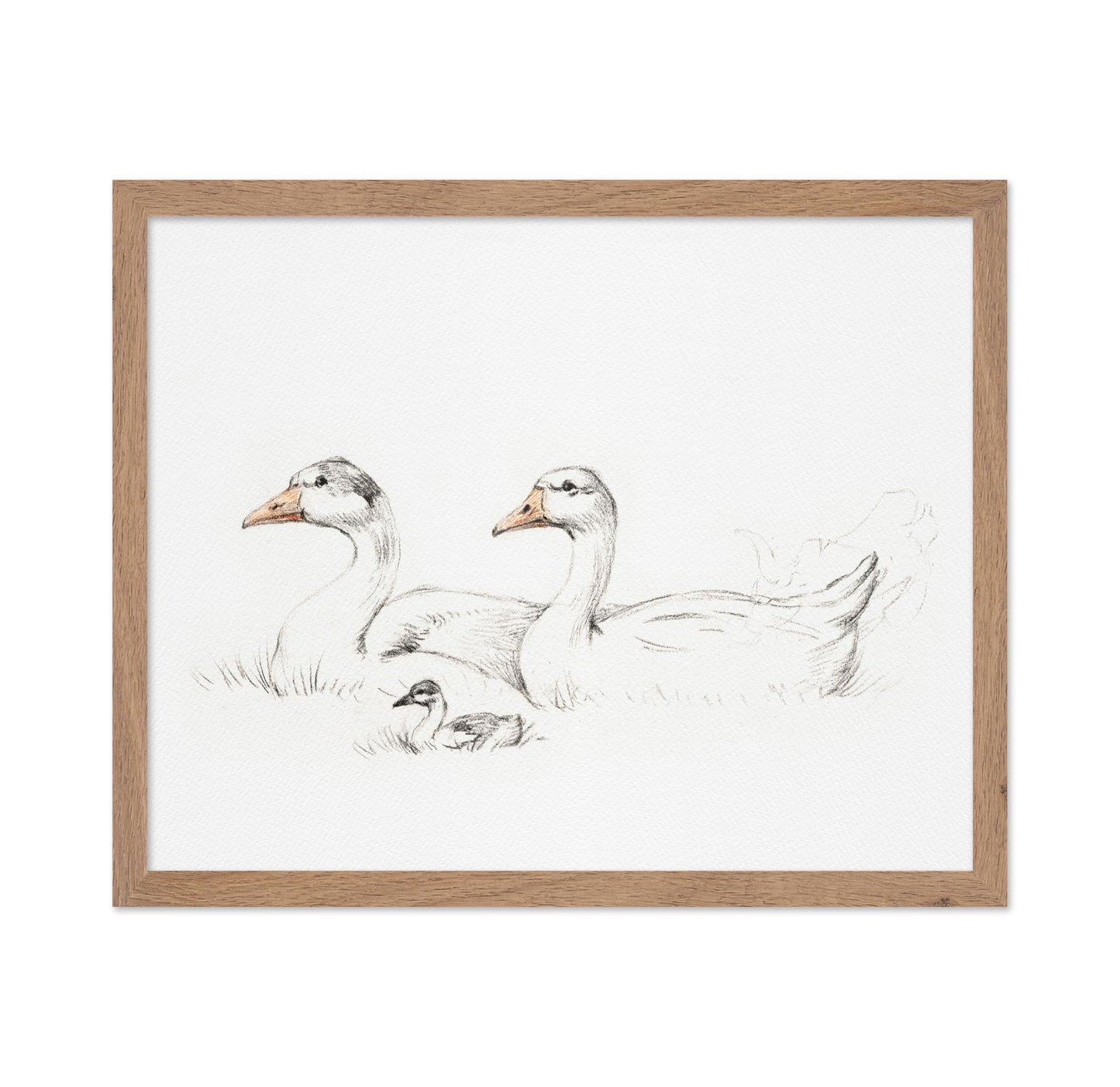 Flock of Duck