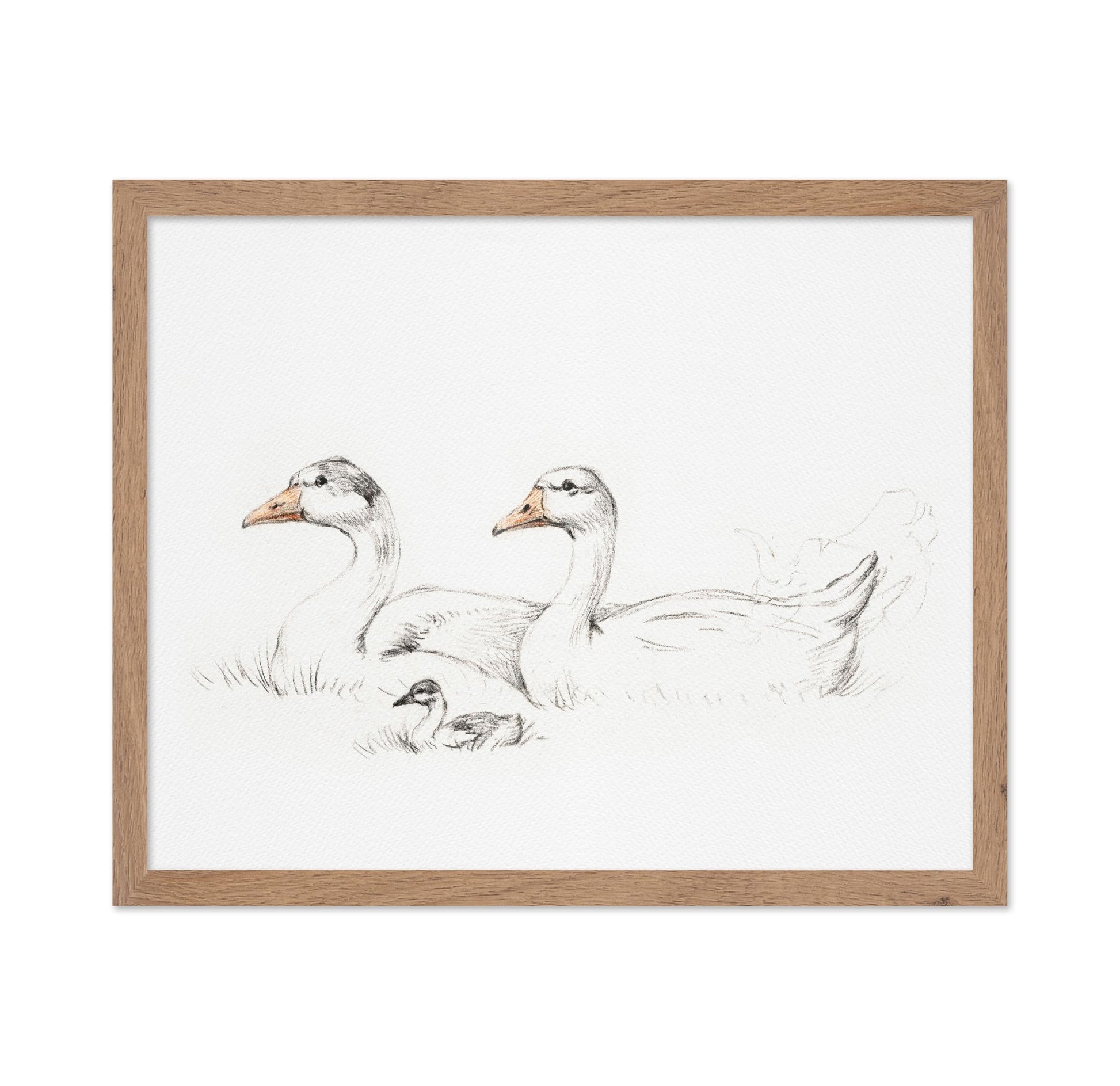 Flock of Duck