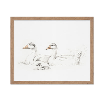 Flock of Duck