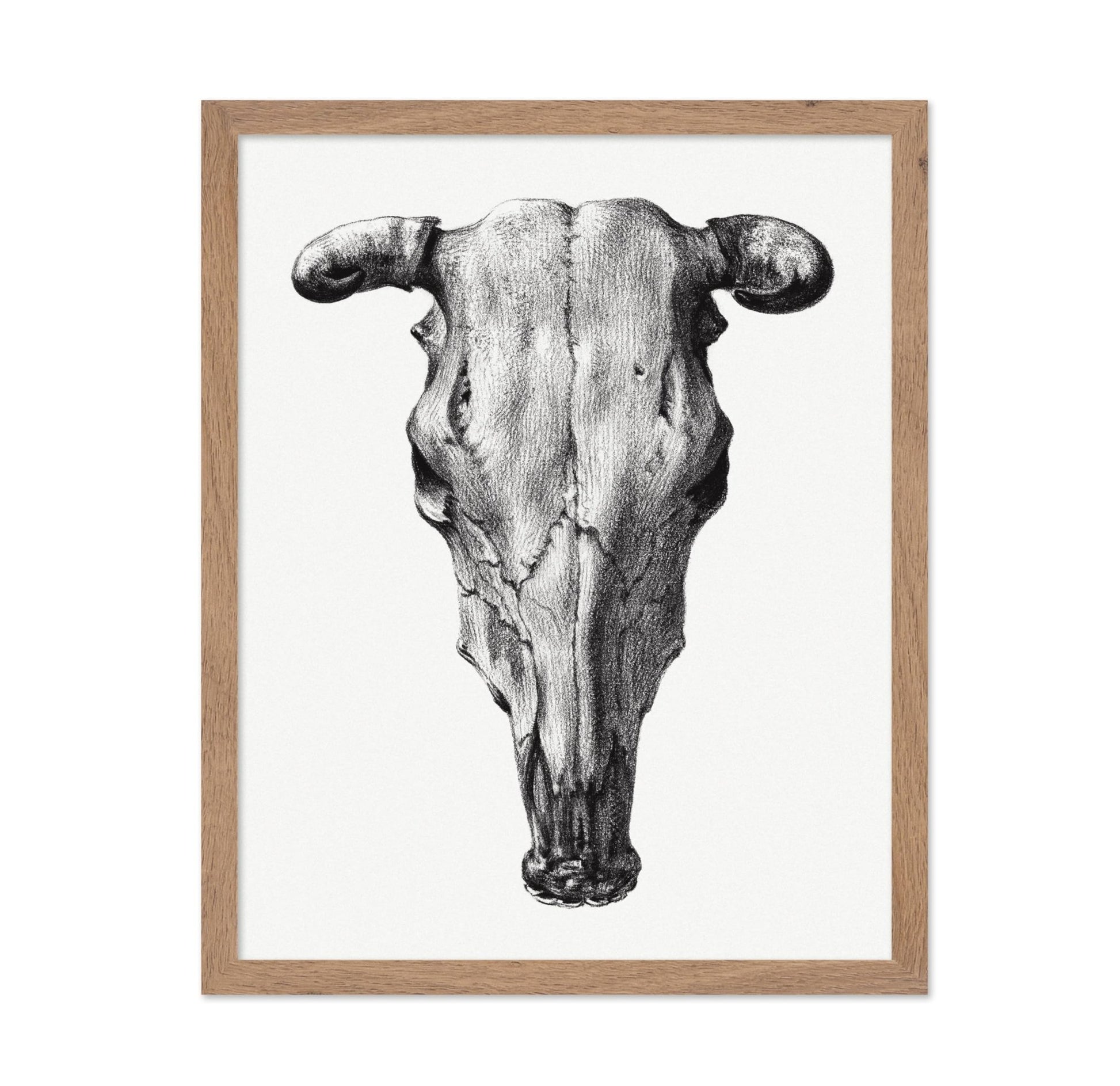 Cow Skull Portrait