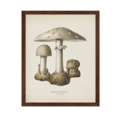 Death Cap Mushroom No1