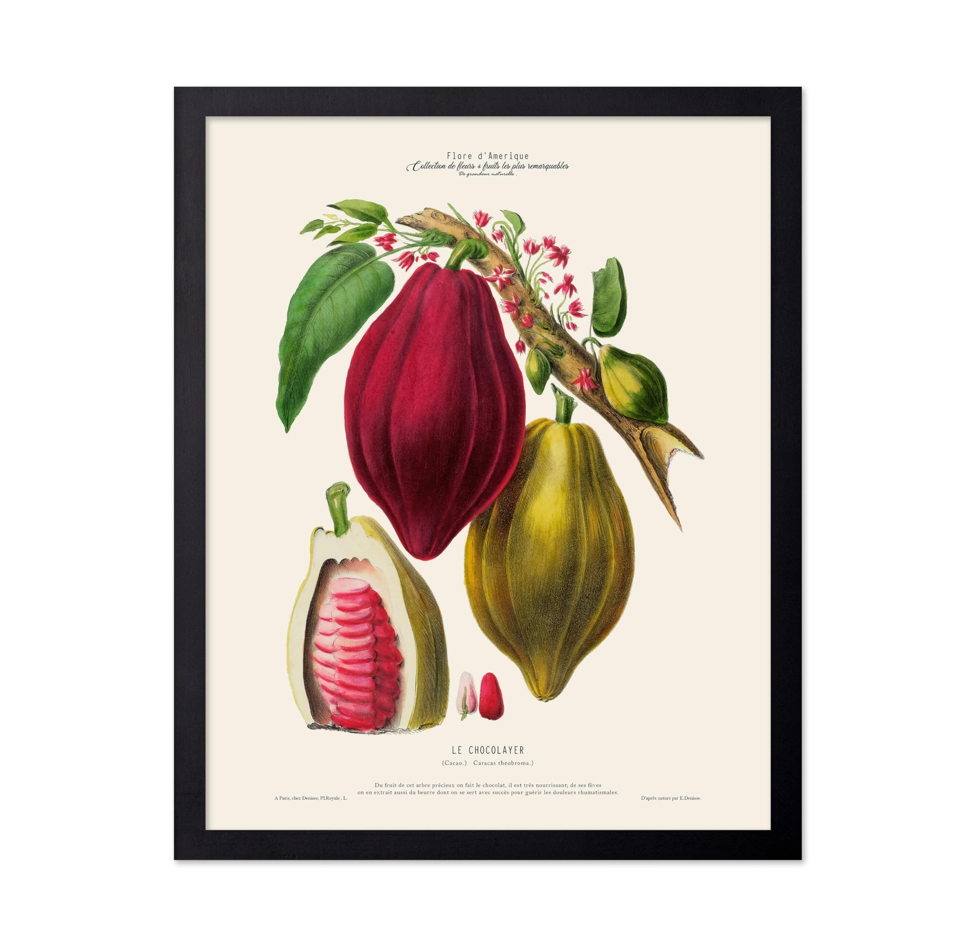 Cocoa Bean No1
