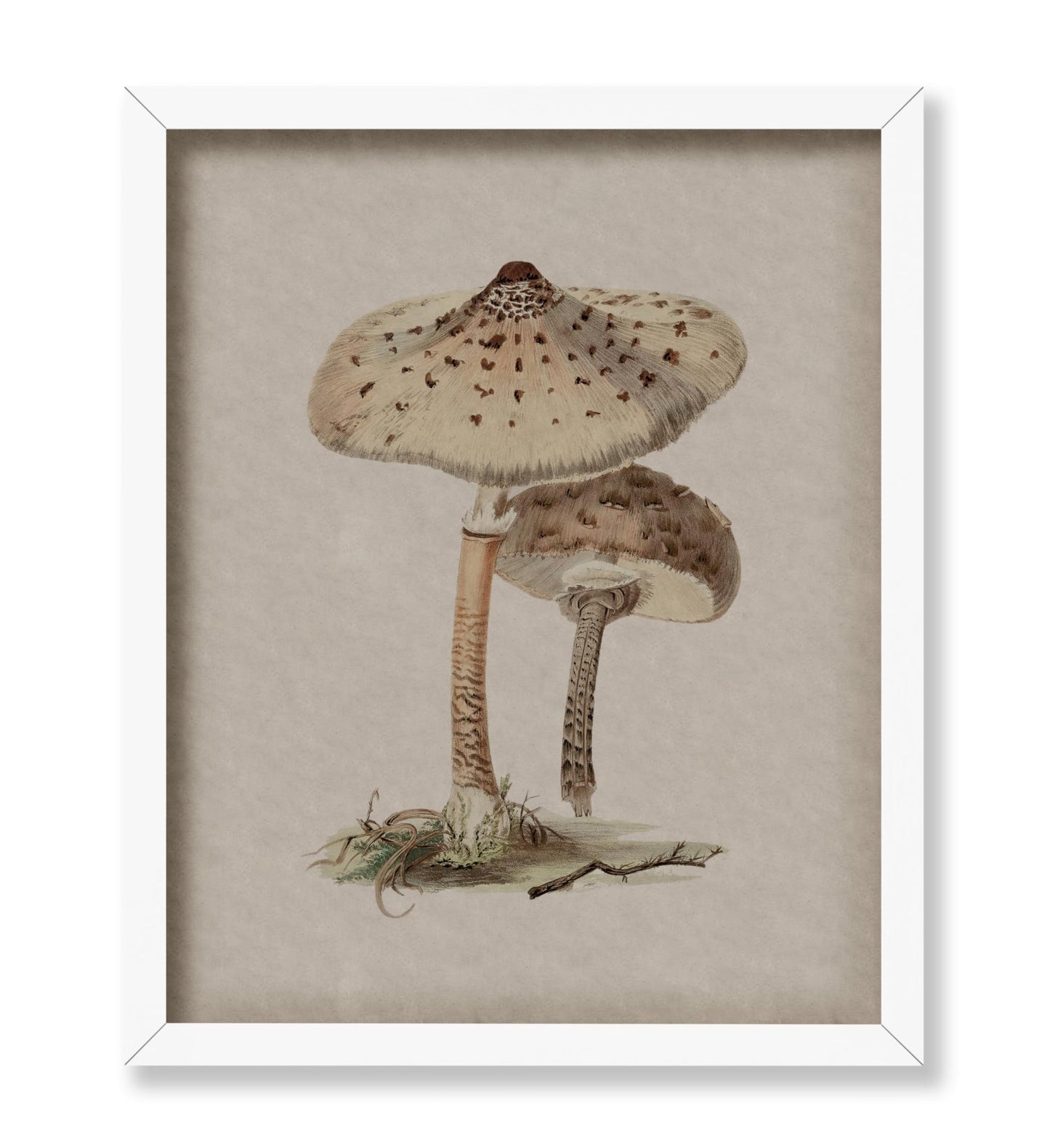 Parasol Mushroom