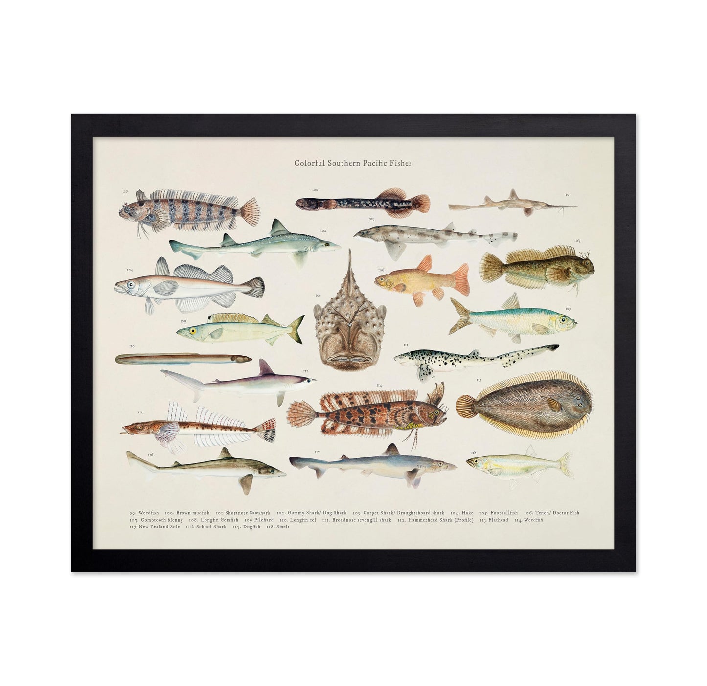 Southern Pacific Fishes No6