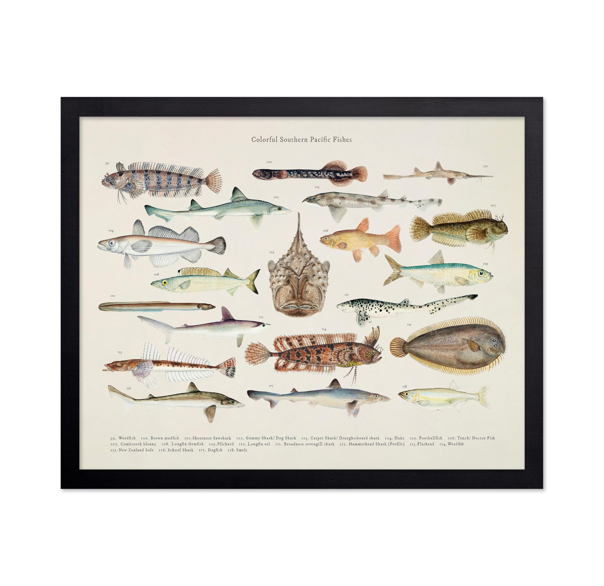 Southern Pacific Fishes No6