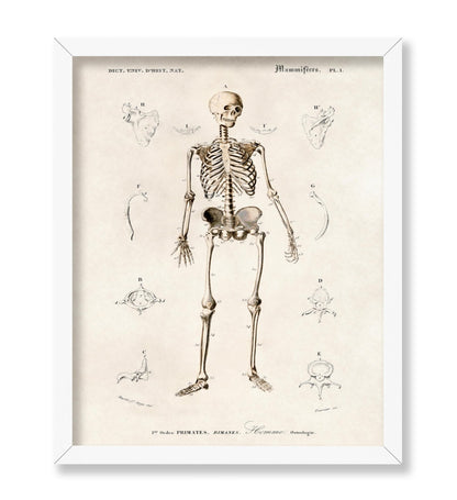 Human Skeleton No2