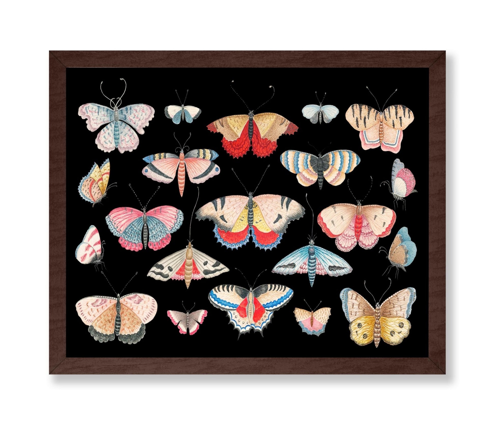 Butterfly Collage No1