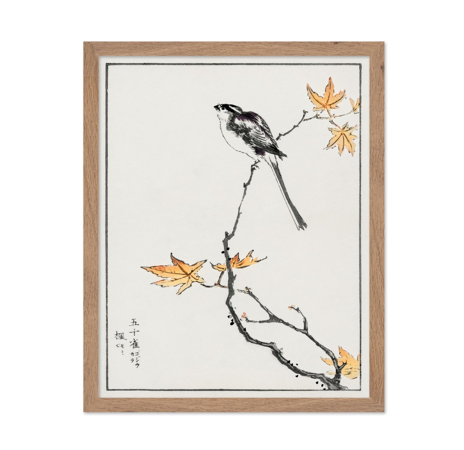Long-Tailed Tit and Maple Tree
