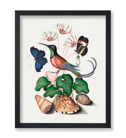 James Bolton - Hummingbird and Butterfly Illustration