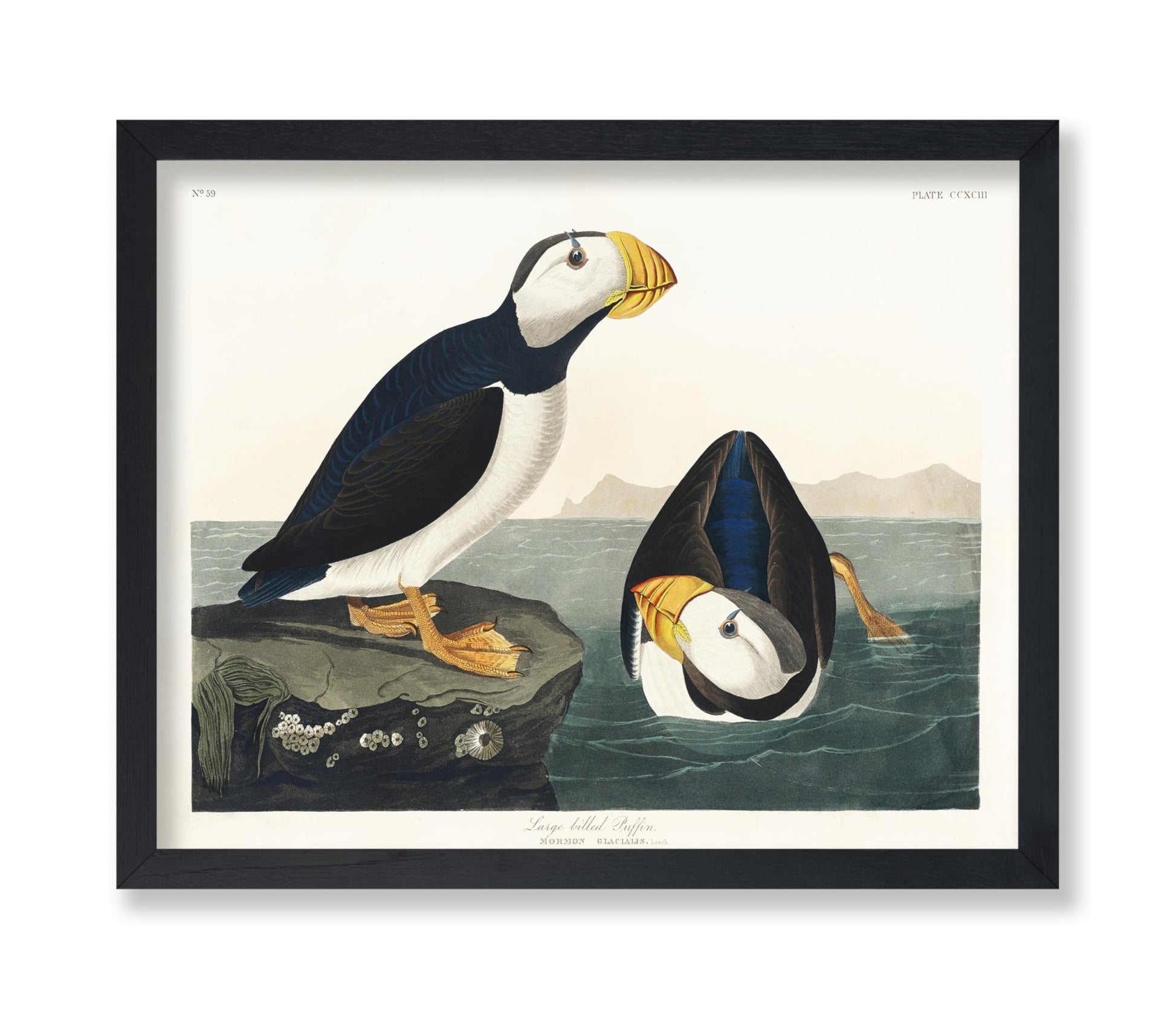 John James Audubon - Large Billed Puffin