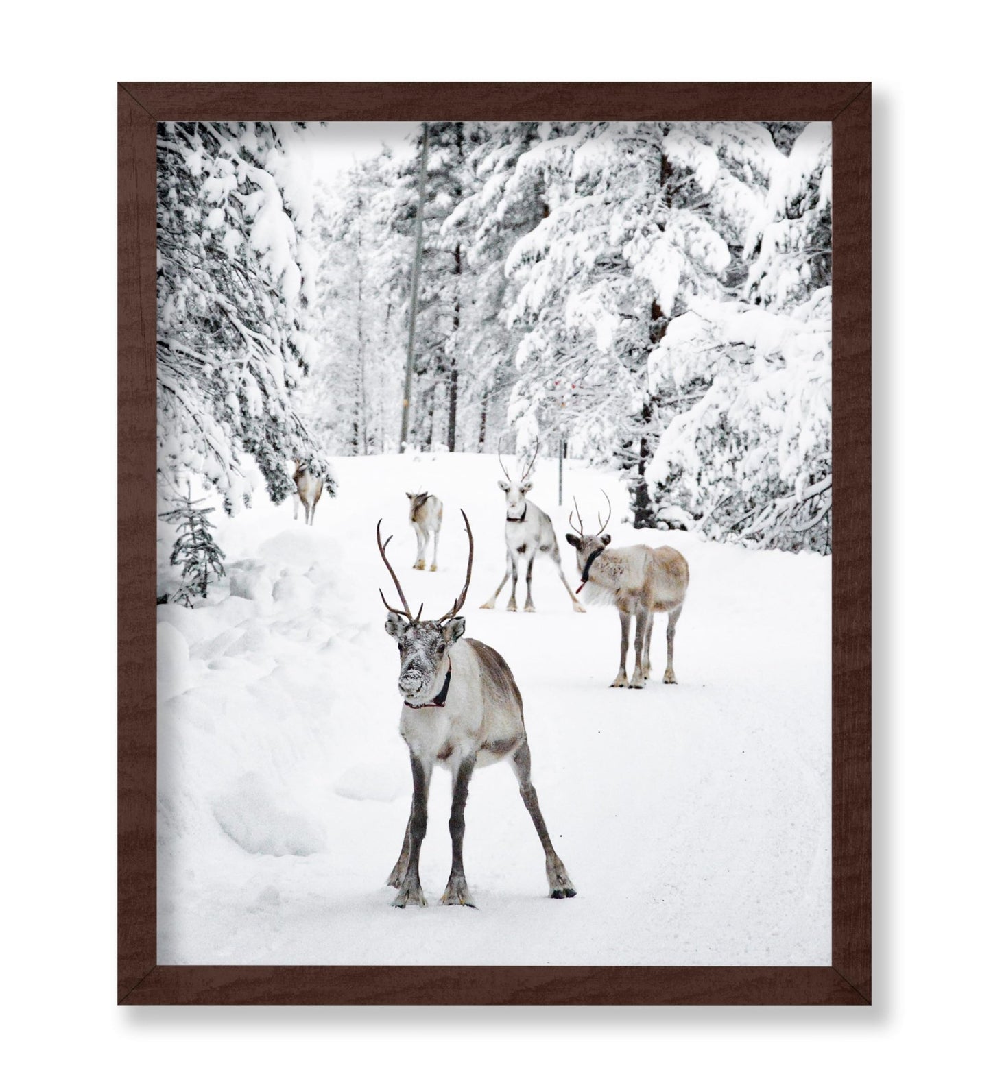 Reindeers in the Snow