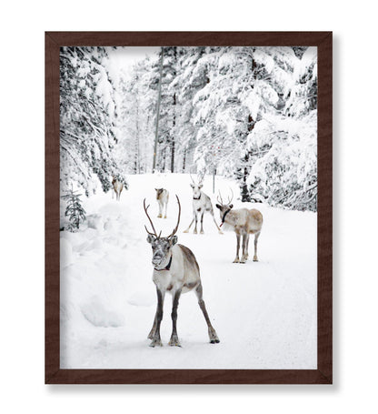 Reindeers in the Snow