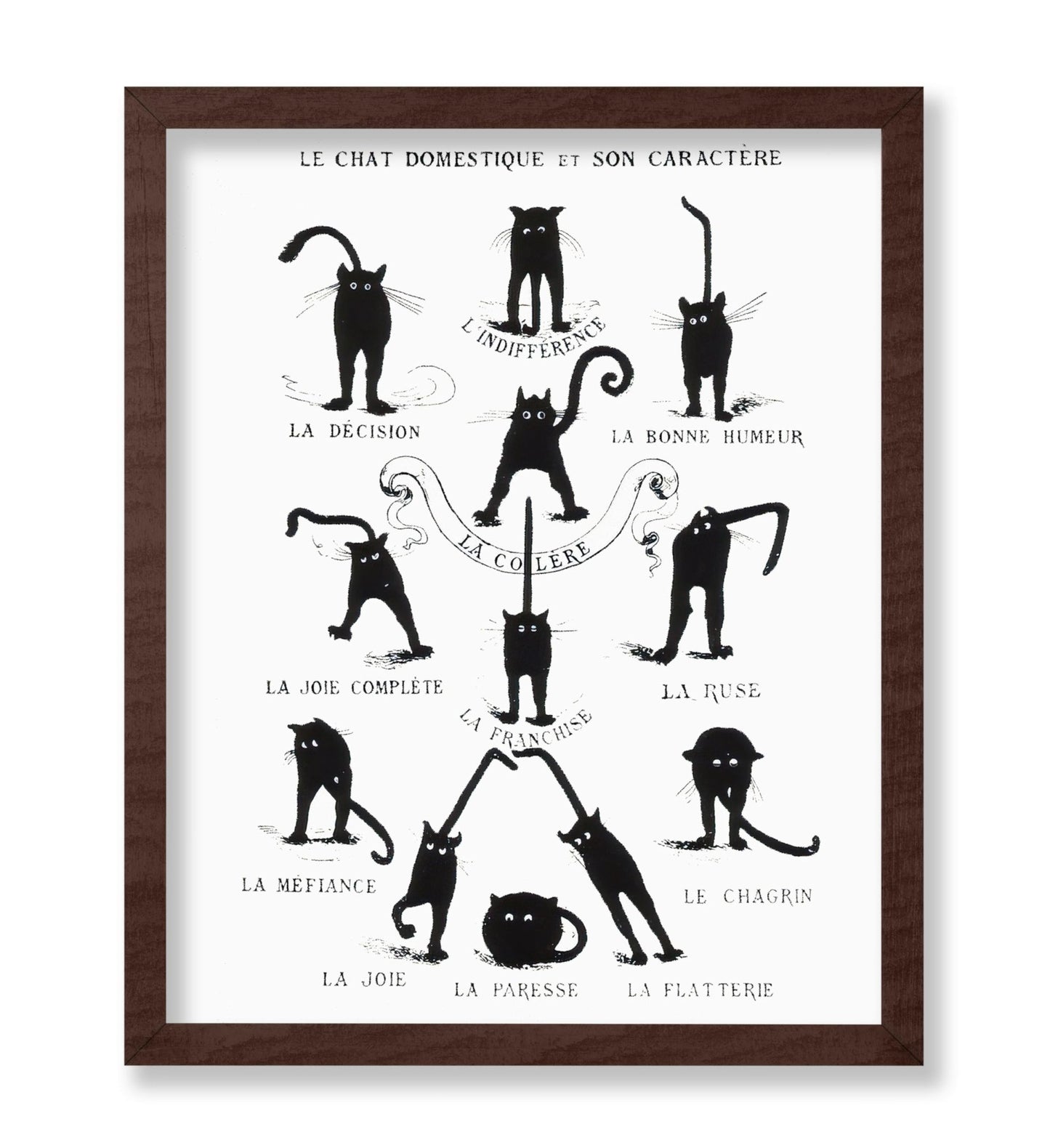 Domestic Cat and its Character