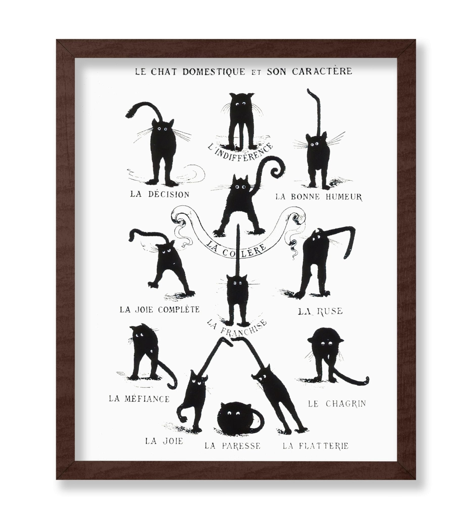 Domestic Cat and its Character