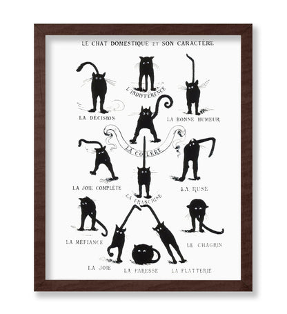 Domestic Cat and its Character
