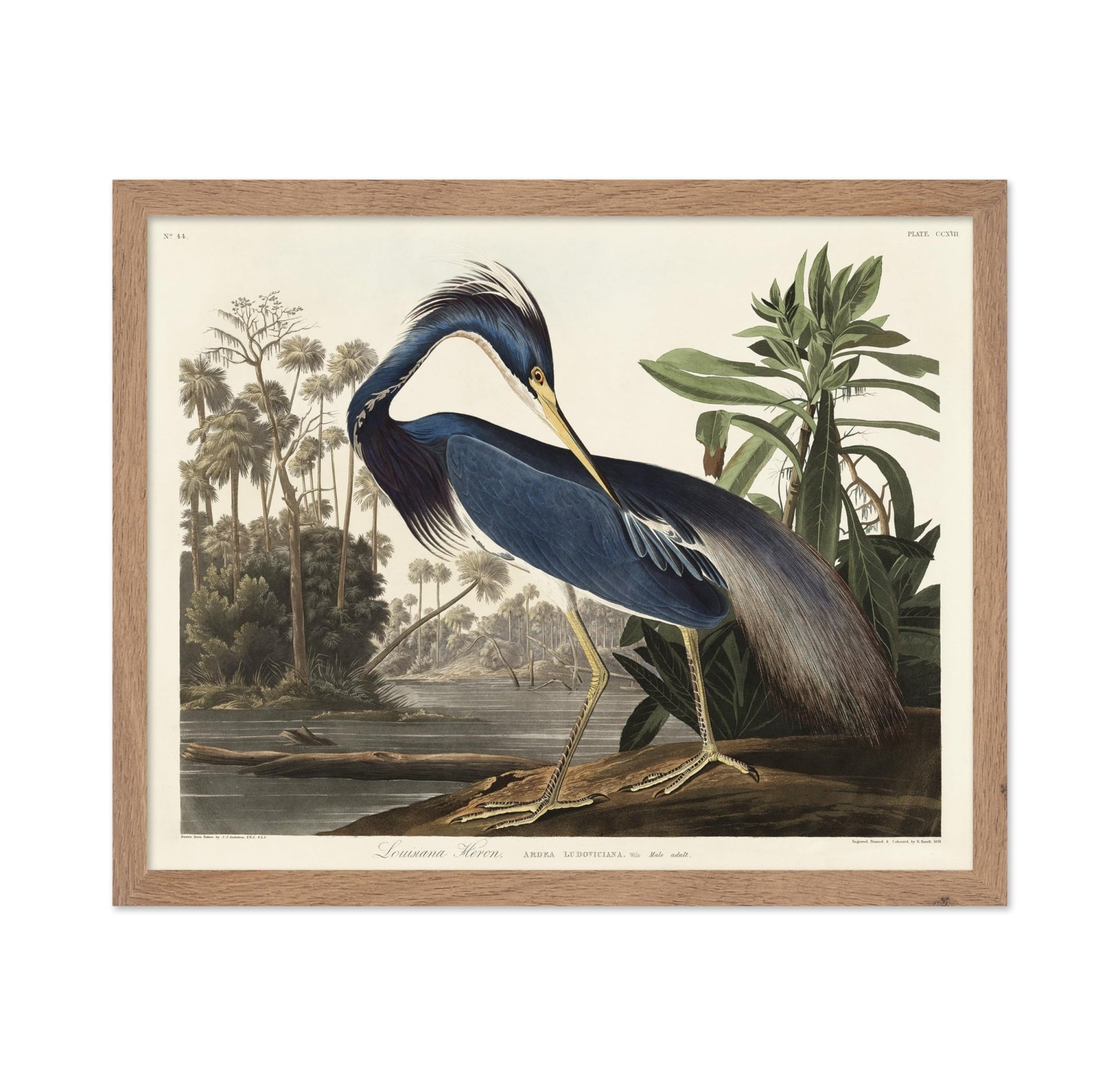 John James Audubon - Louisiana Heron