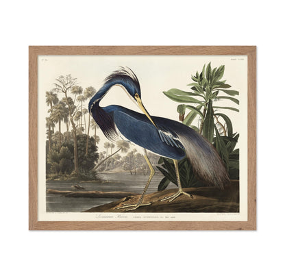 John James Audubon - Louisiana Heron