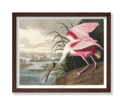John James Audubon - Roseate Spoonbill