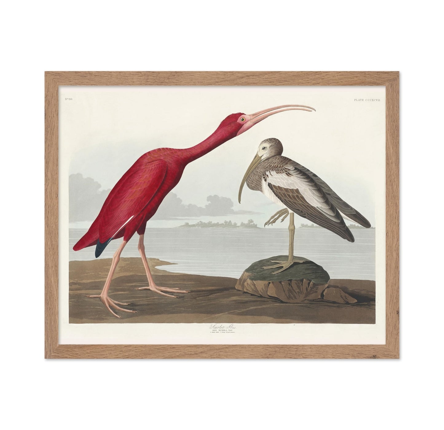 John James Audubon - Scarlet Ibis