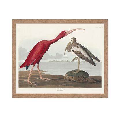 John James Audubon - Scarlet Ibis