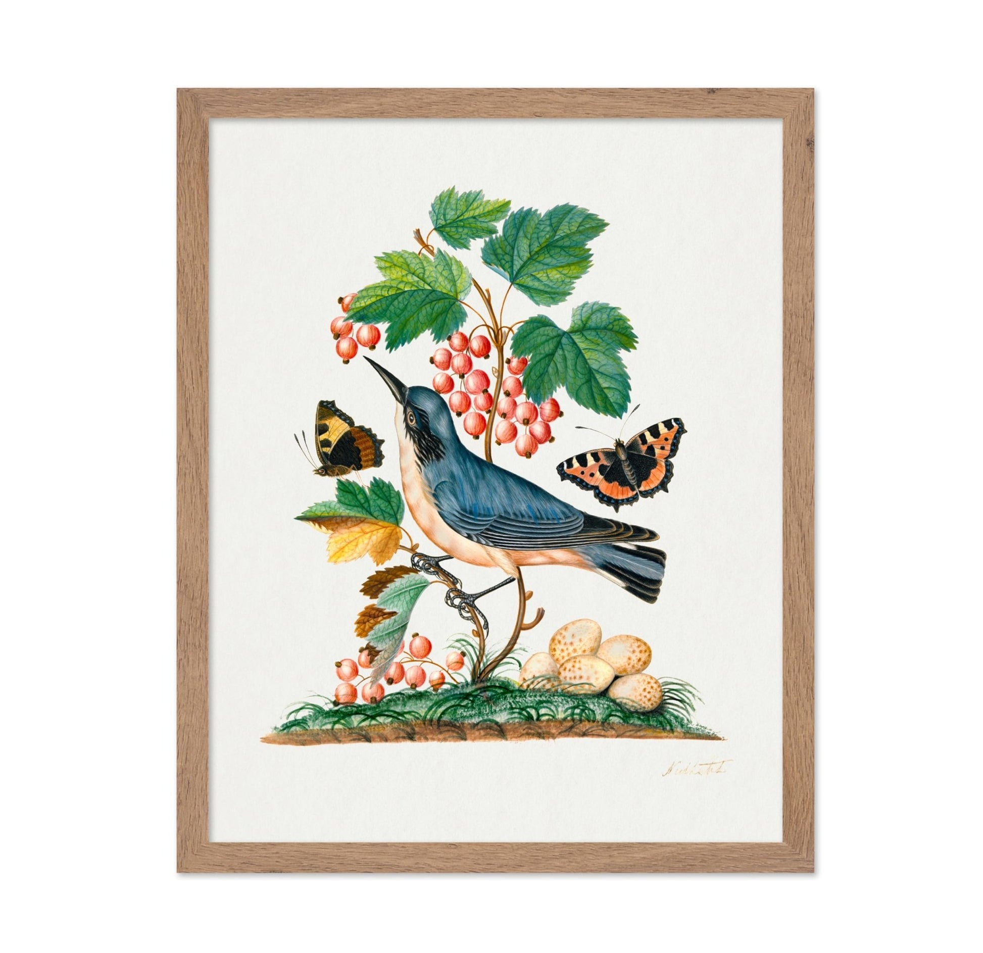 James Bolton - Red Admiral