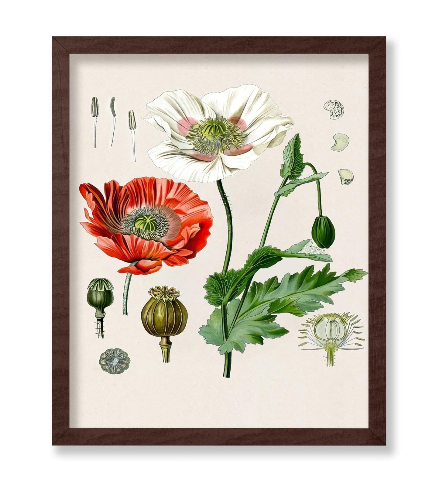 Opium Poppy