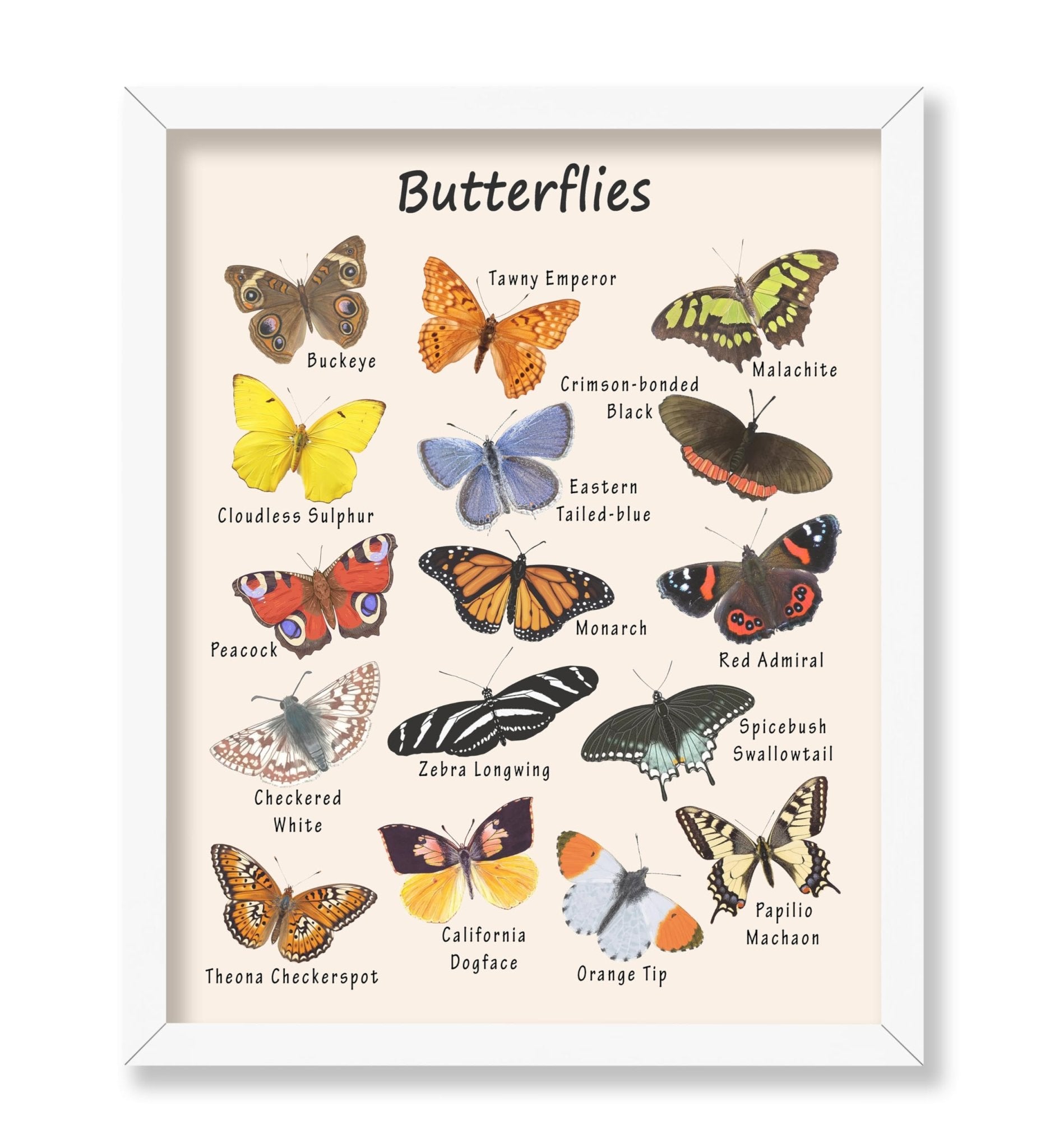 Butterflies No2