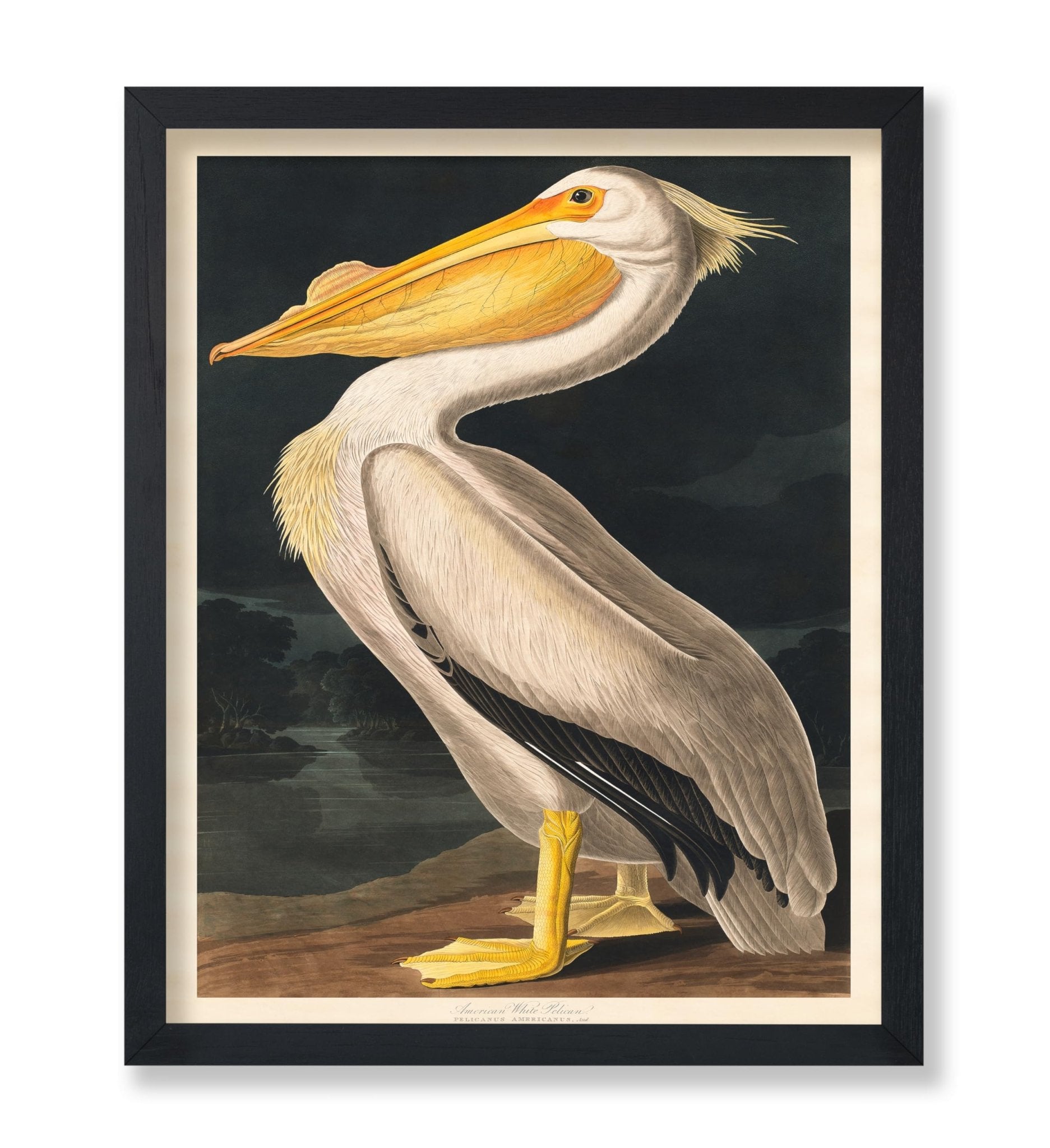 James Audubon - White Pelican