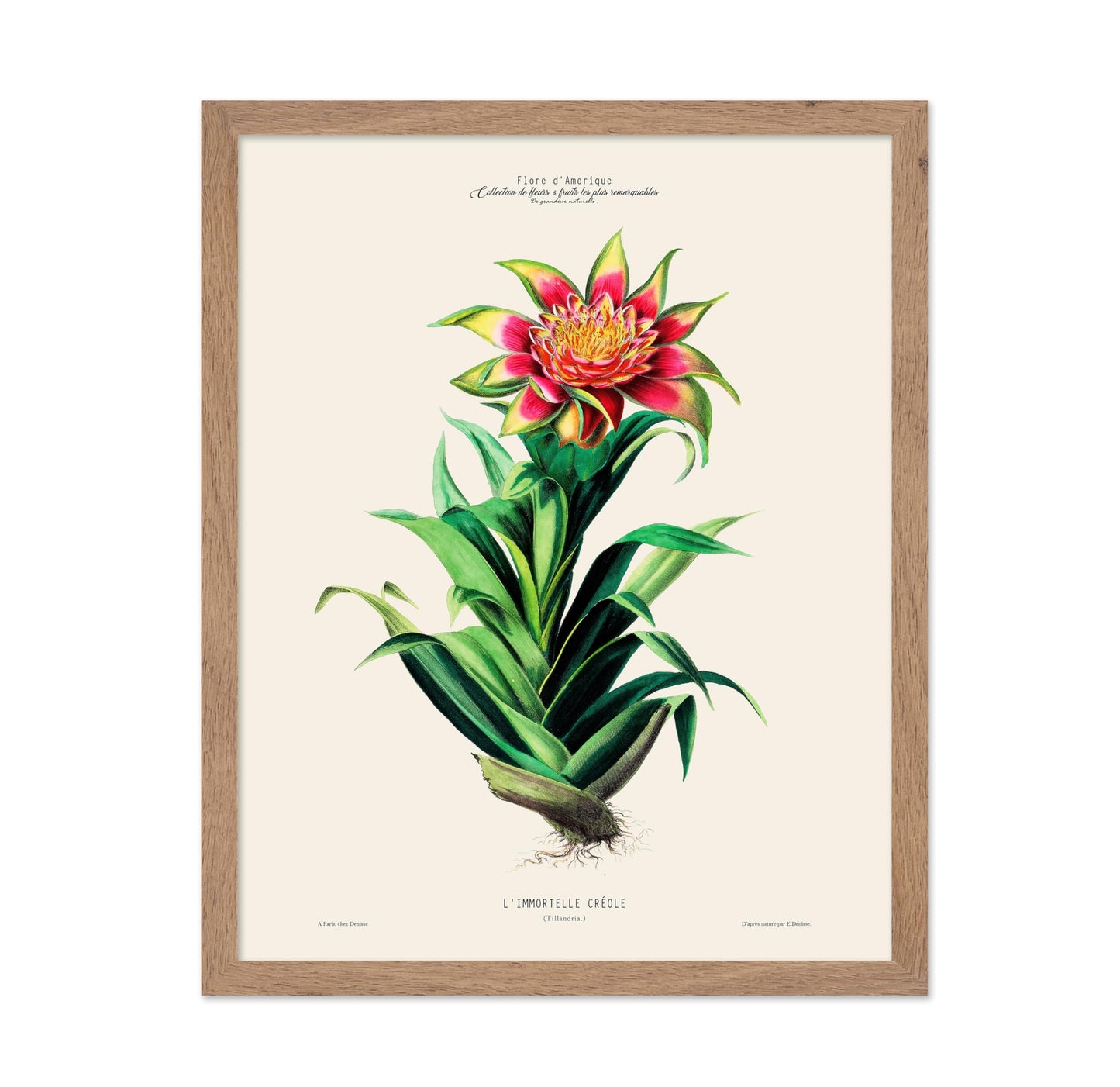 Air Plant