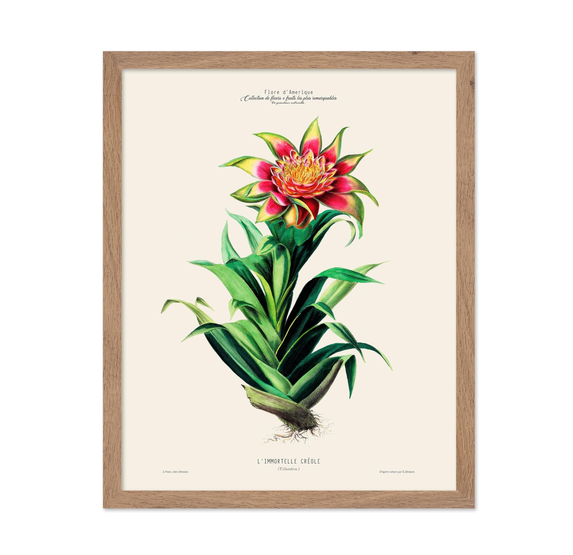 Air Plant