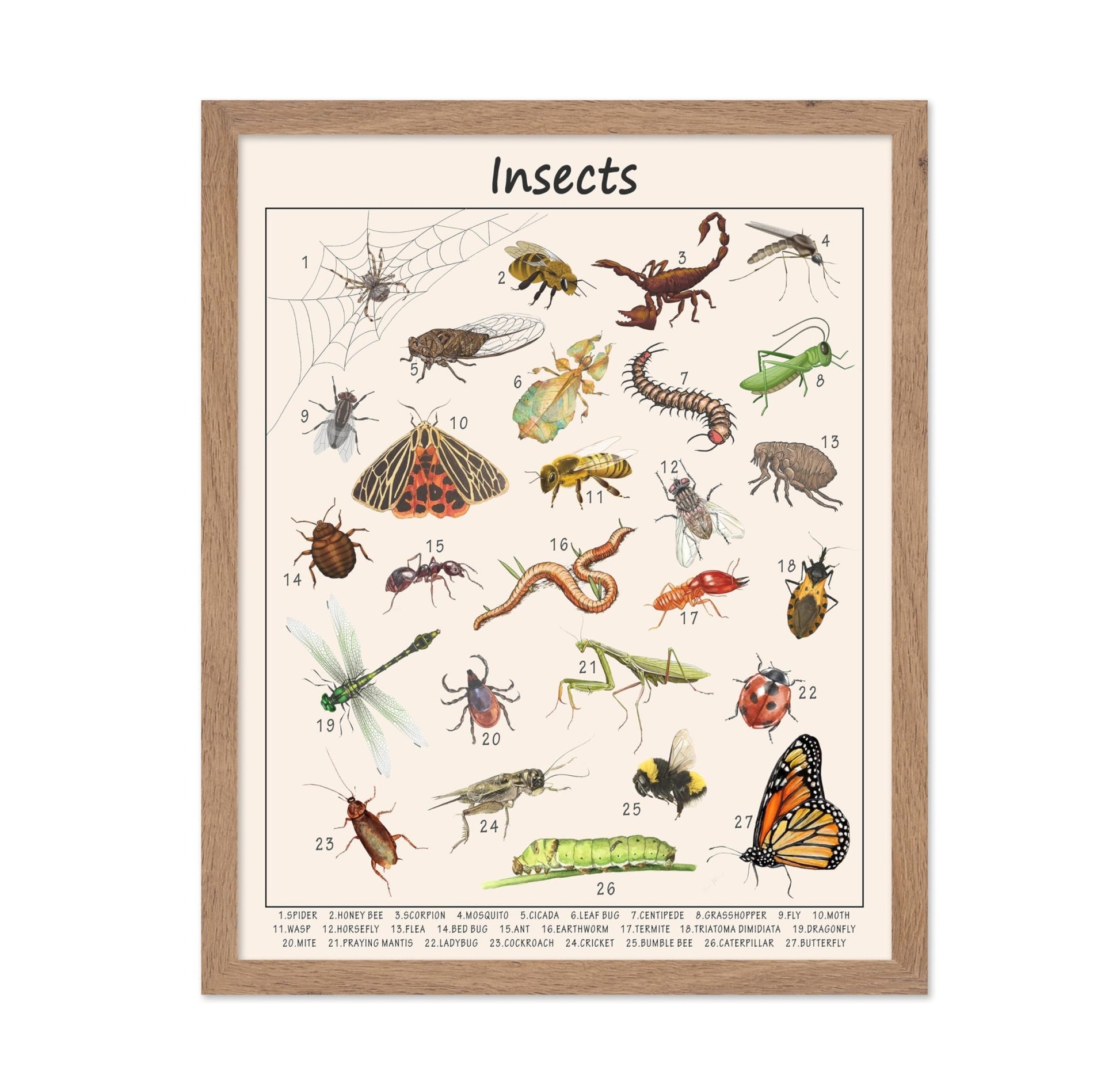 Insects