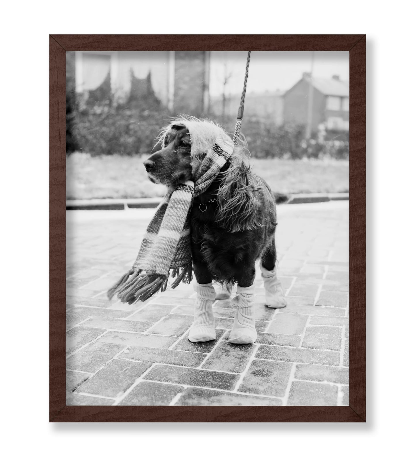 Dog Dressed for Winter