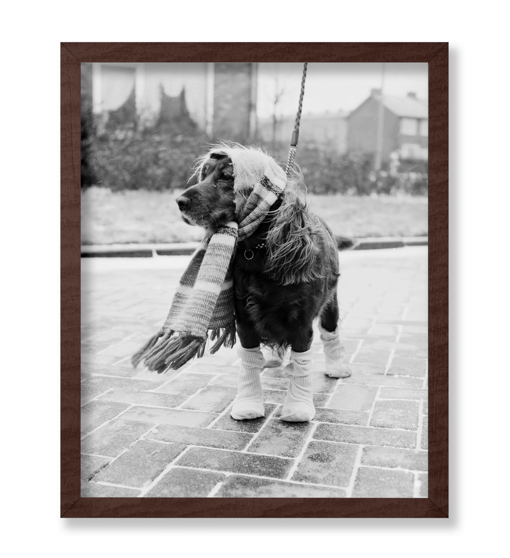 Dog Dressed for Winter