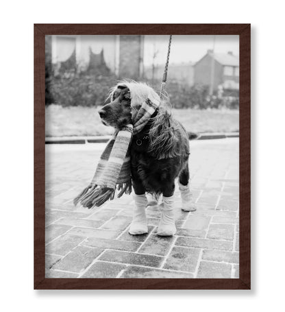 Dog Dressed for Winter