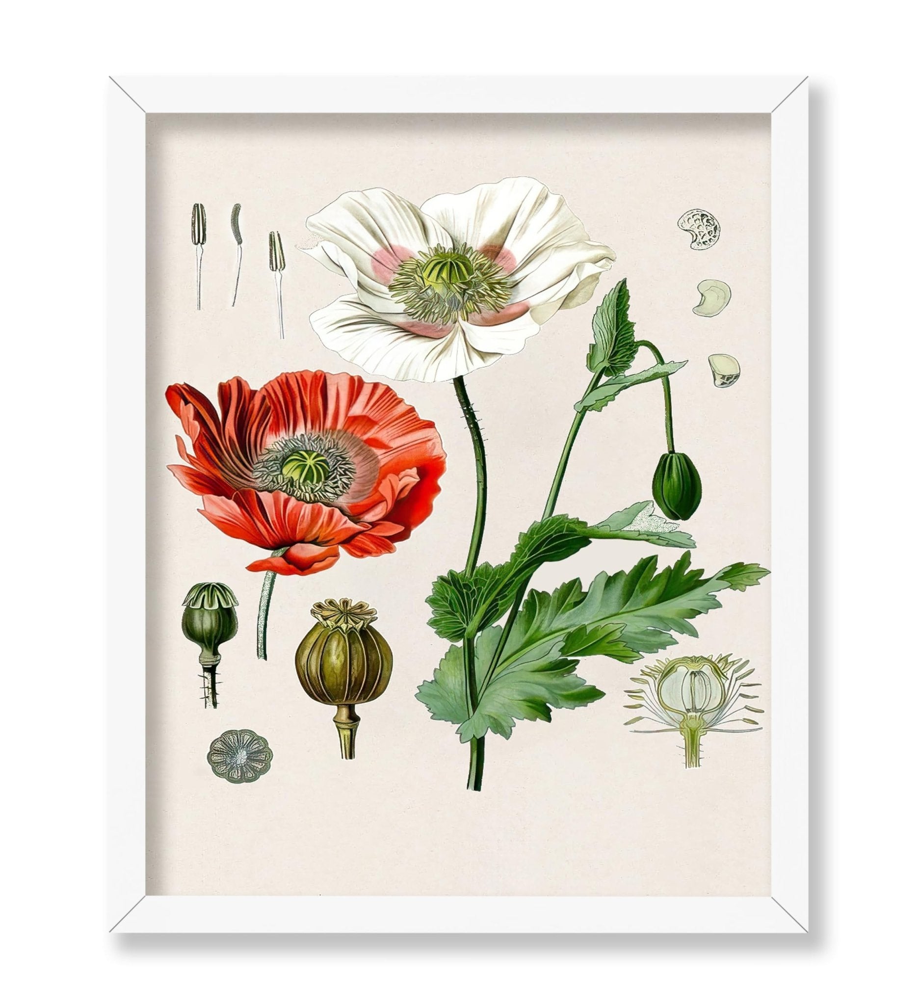 Opium Poppy