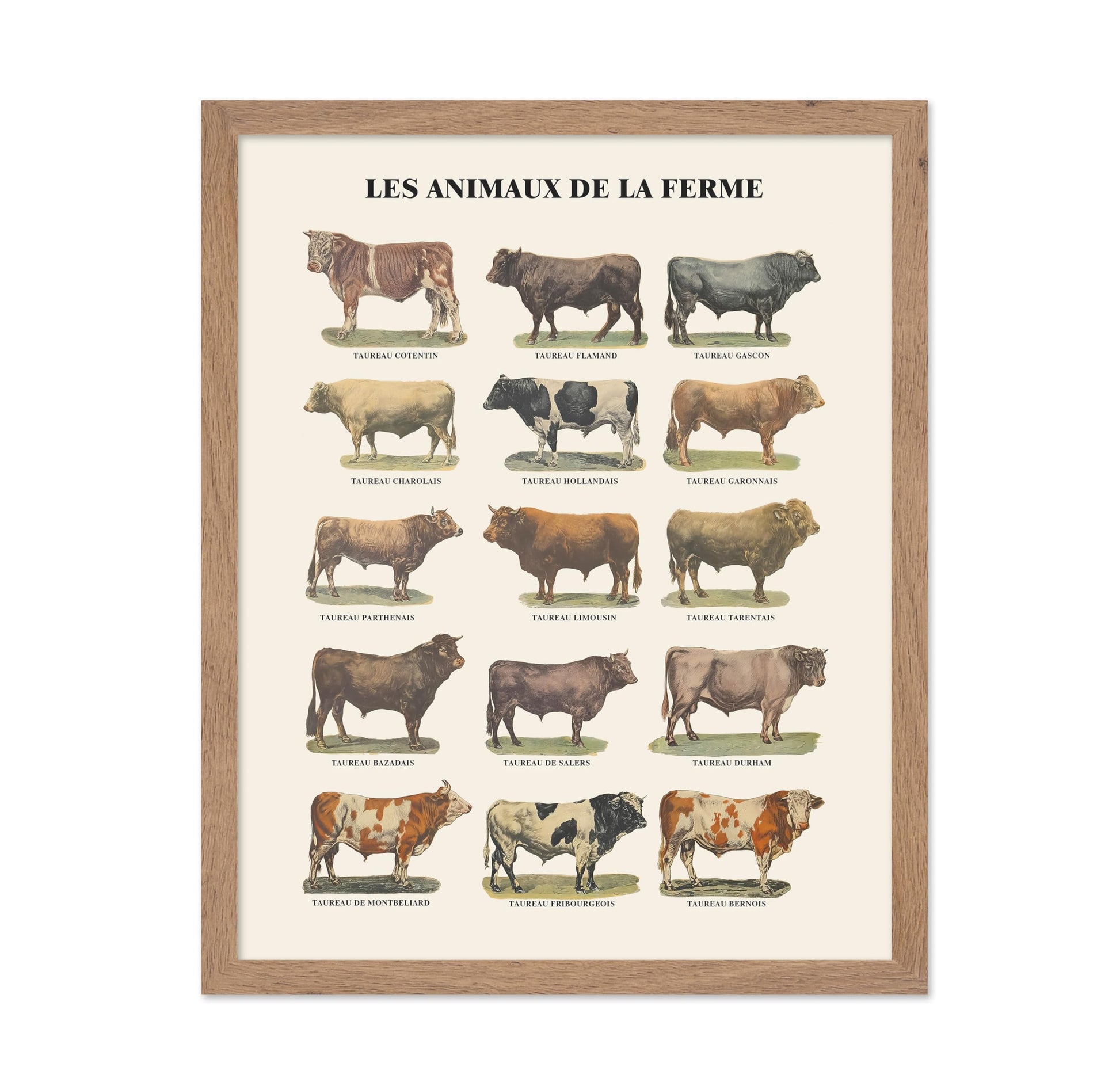 Farm Animals