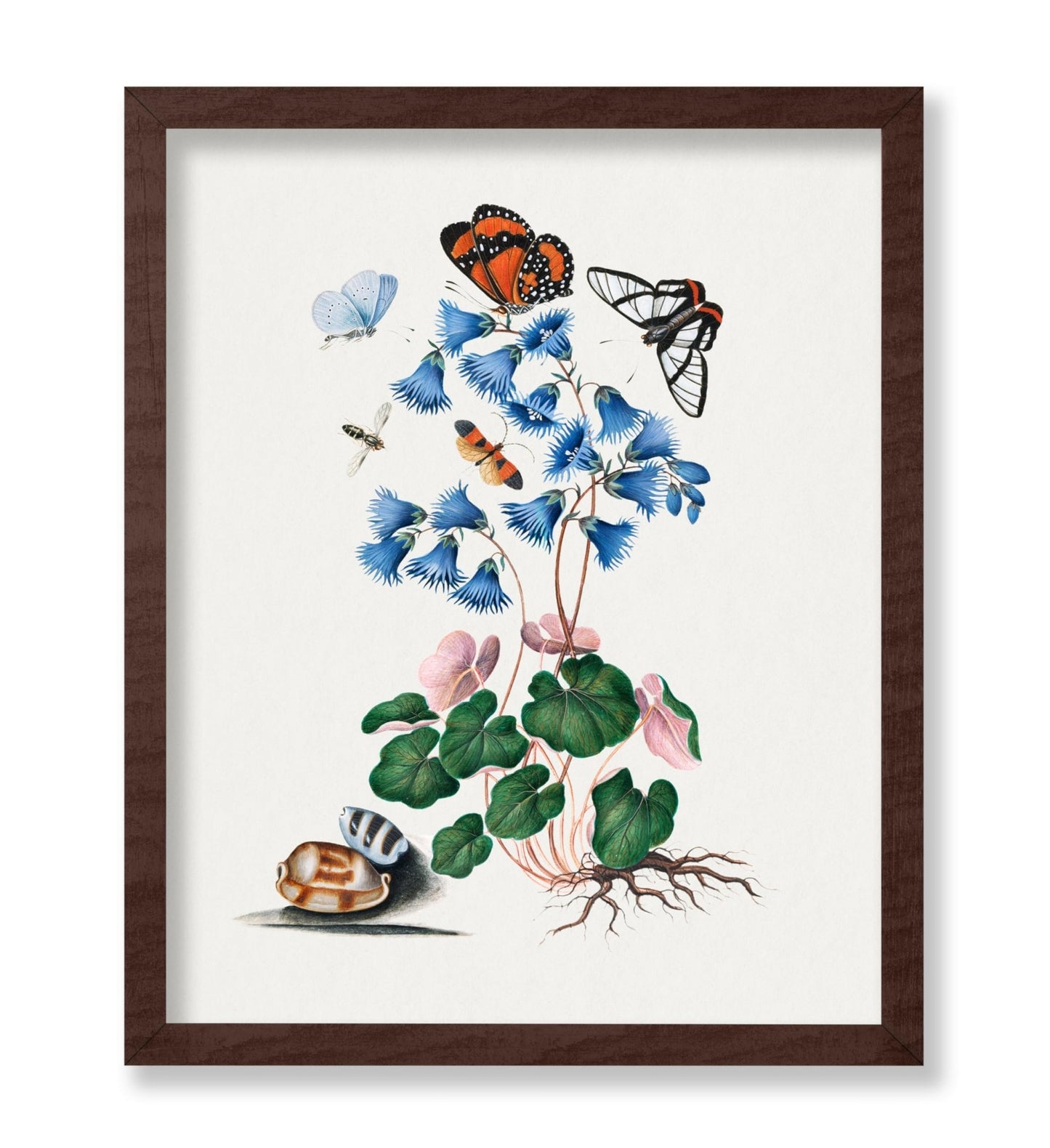 James Bolton - Soldanella, Amazon Angel, Det-winged Beetle and Shells