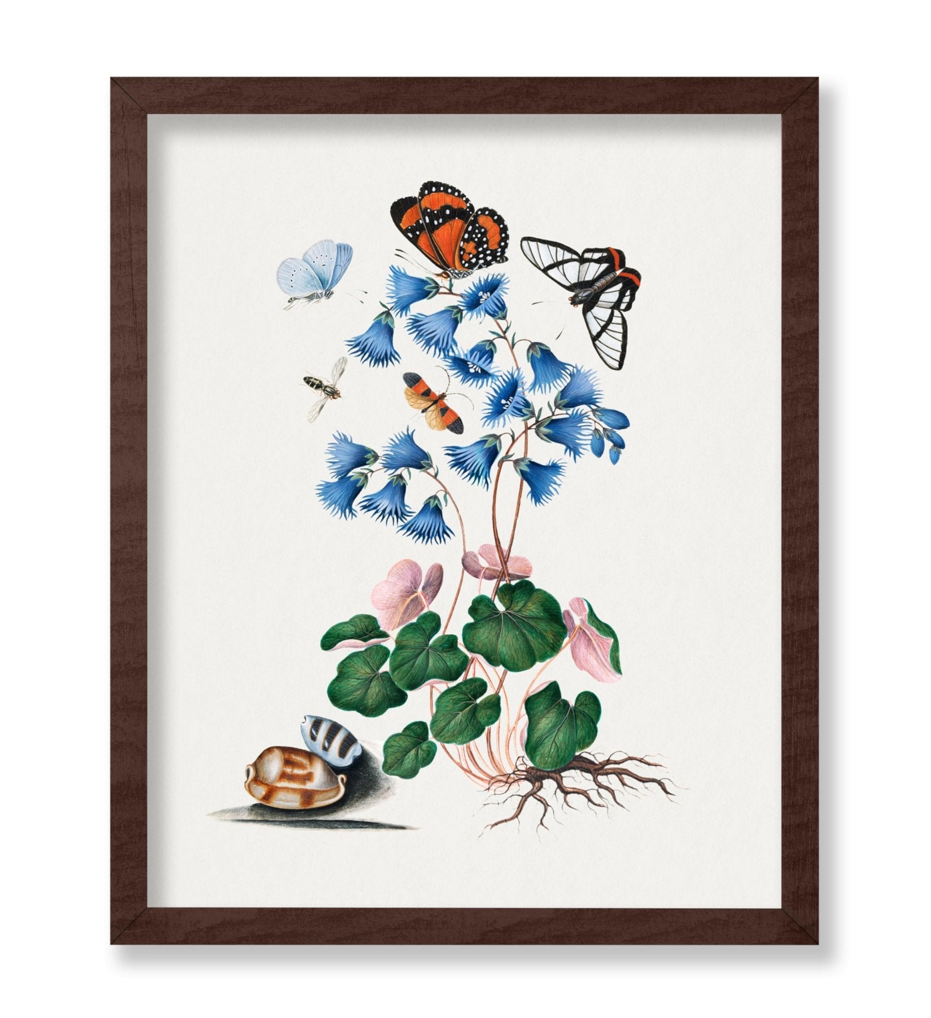 James Bolton - Soldanella, Amazon Angel, Det-winged Beetle and Shells