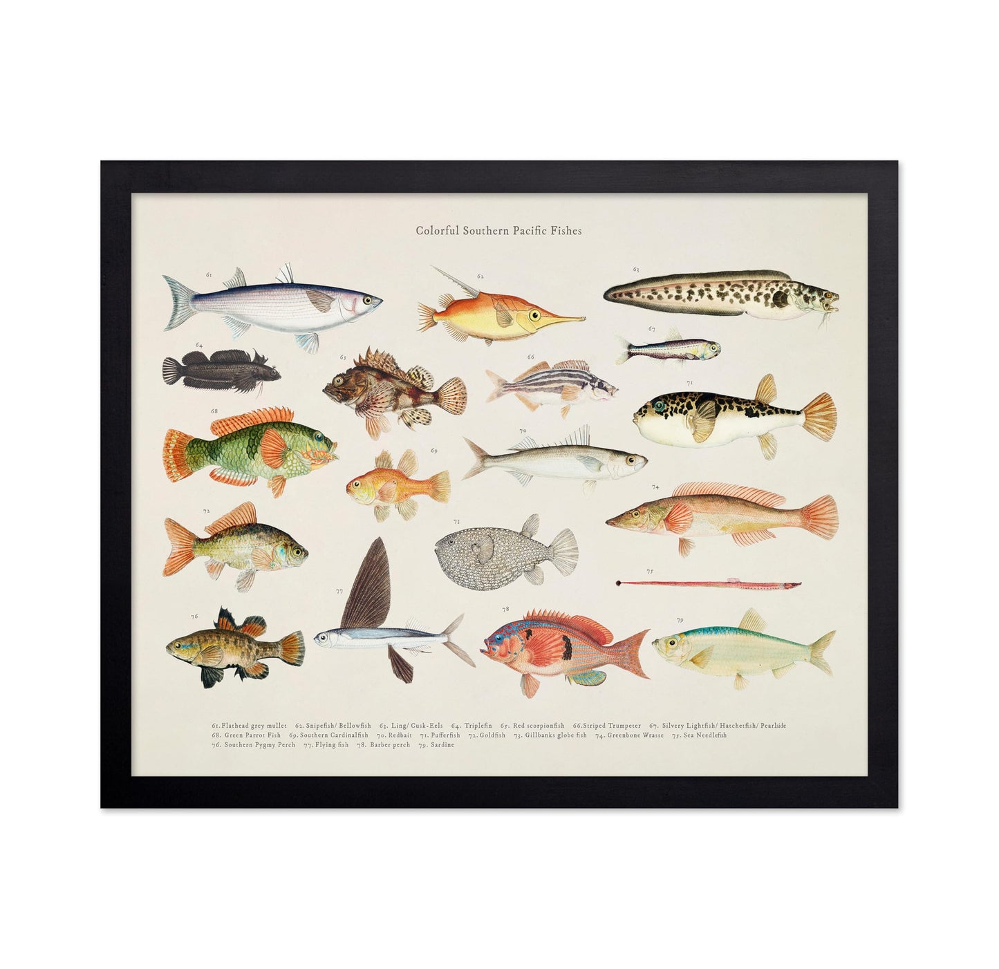 Southern Pacific Fishes No4