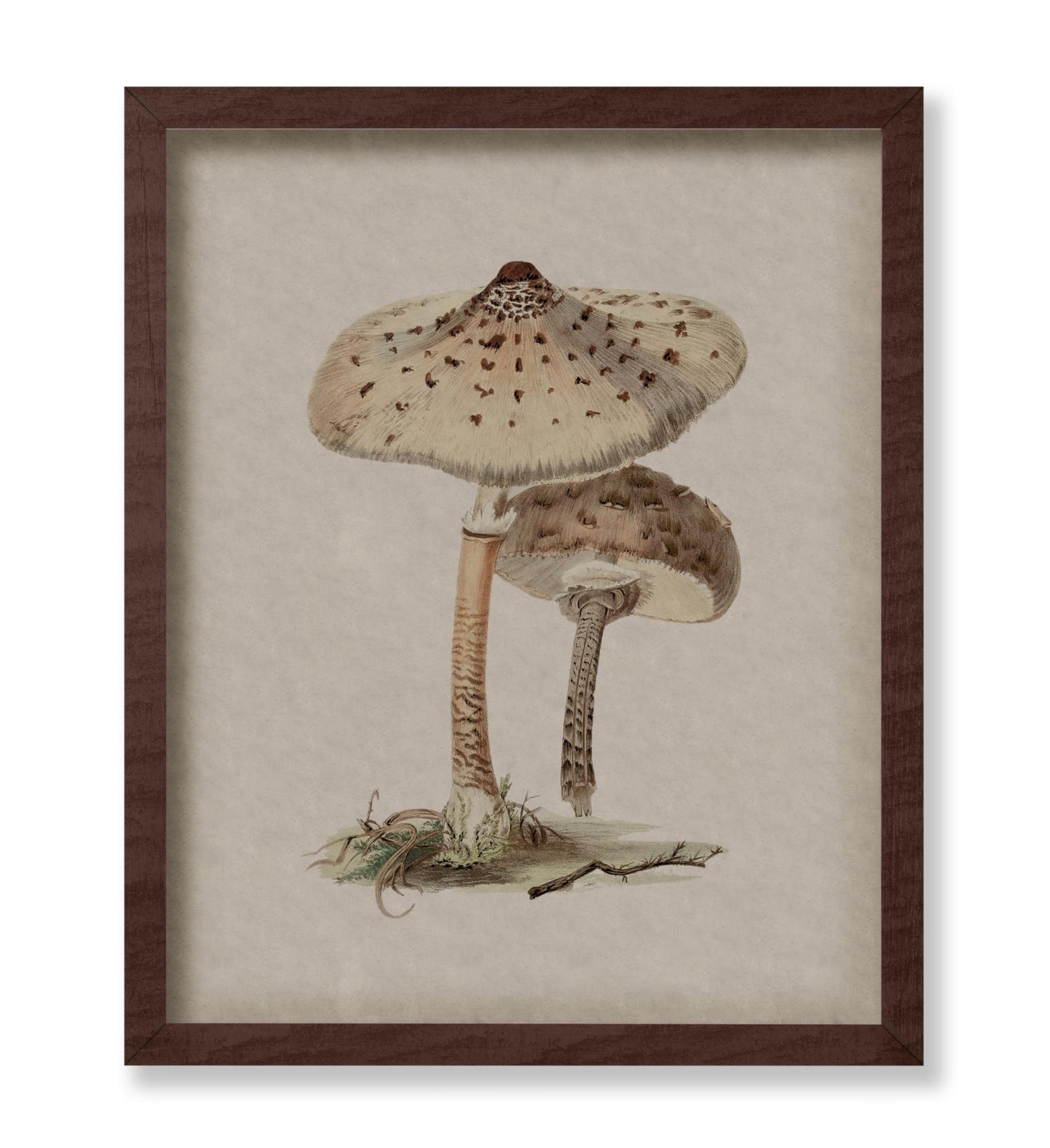 Parasol Mushroom