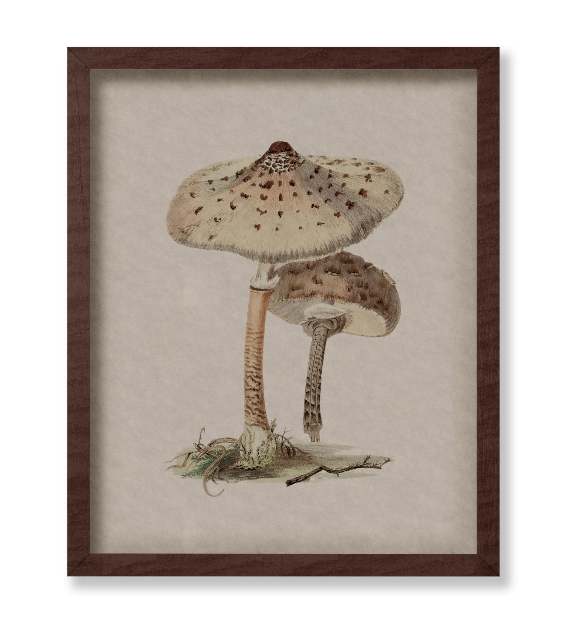Parasol Mushroom