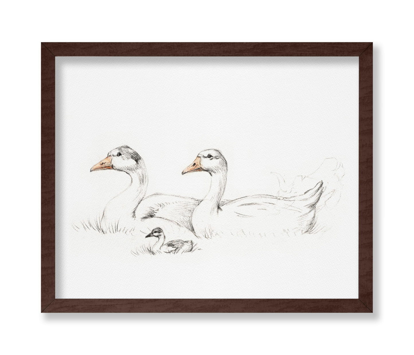 Flock of Duck