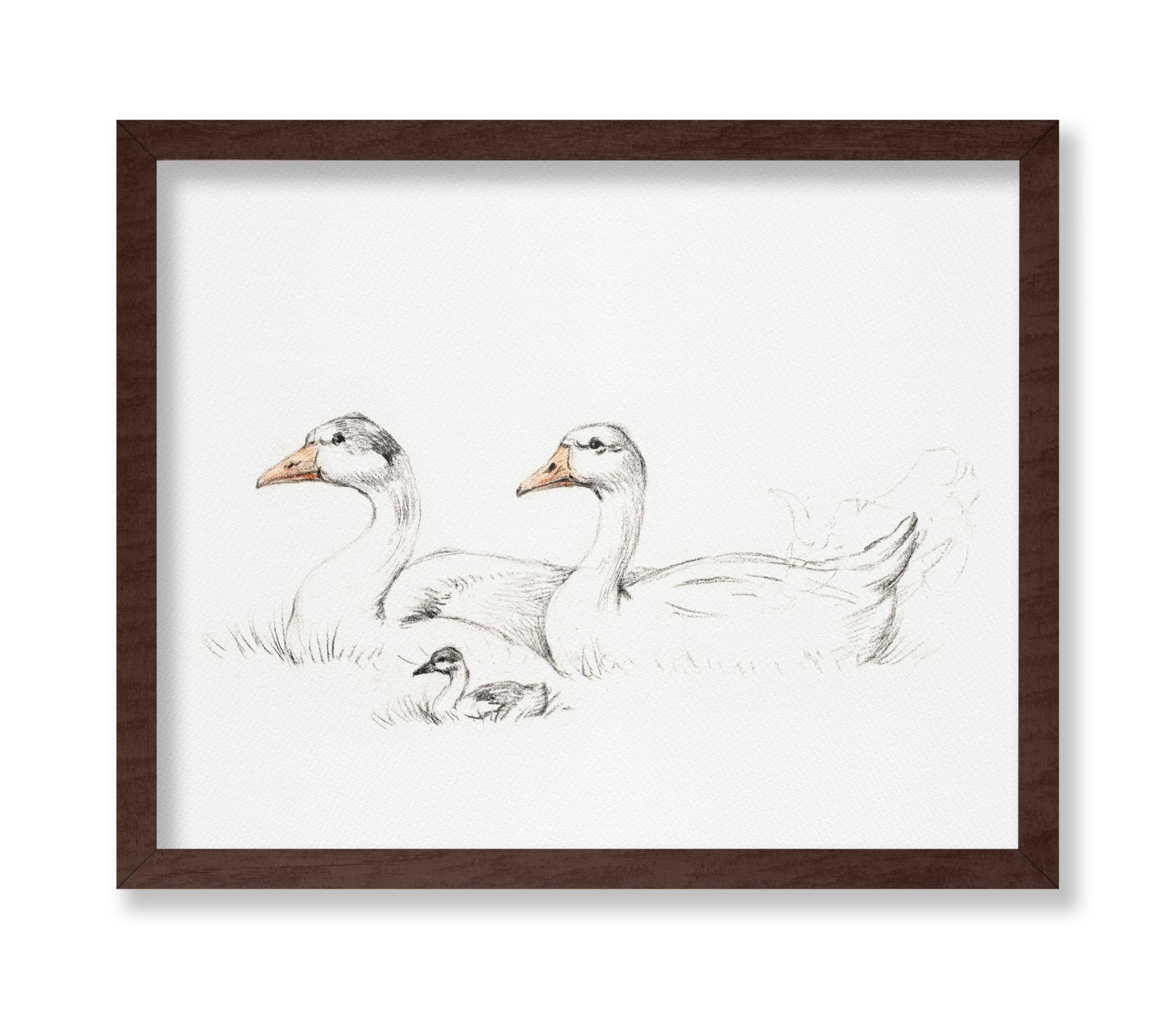 Flock of Duck