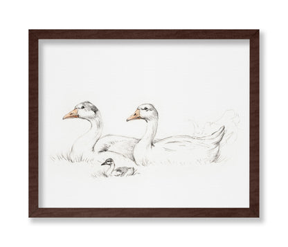 Flock of Duck