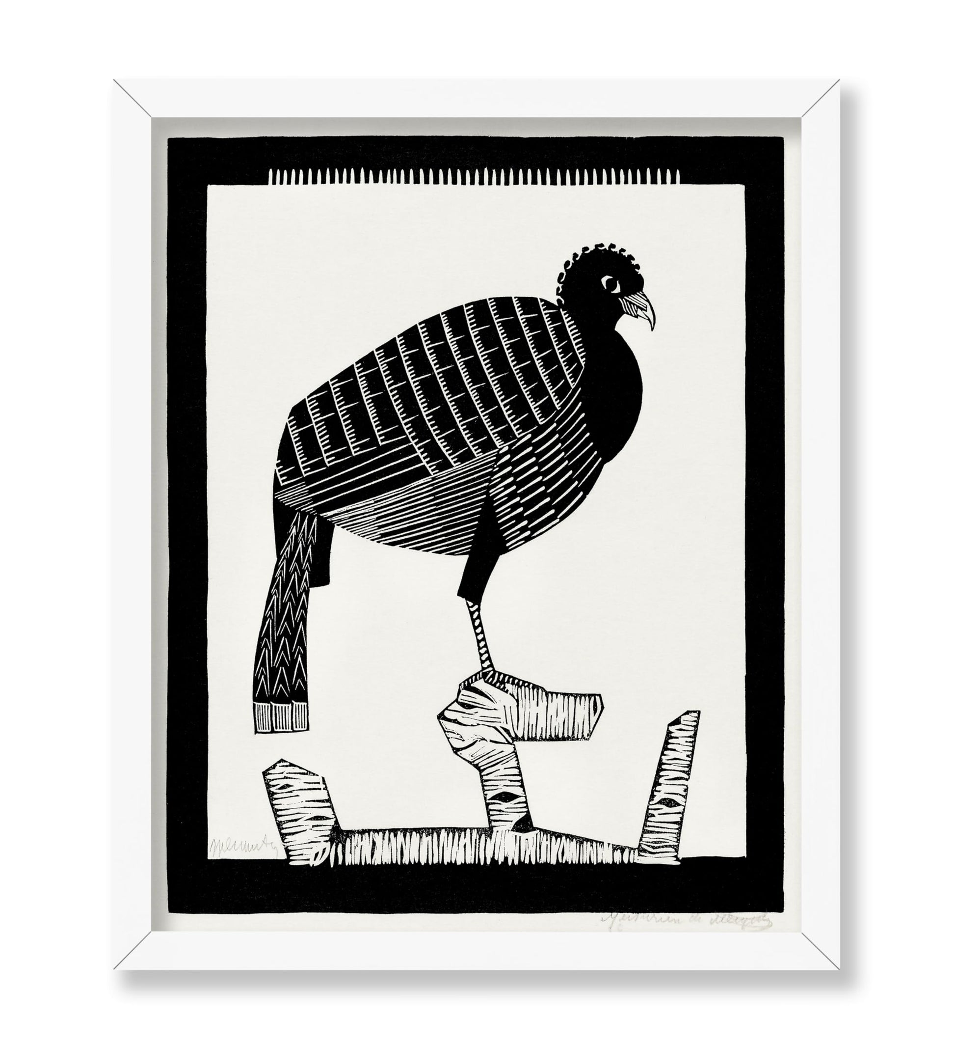 Pauwies Bird