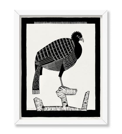 Pauwies Bird