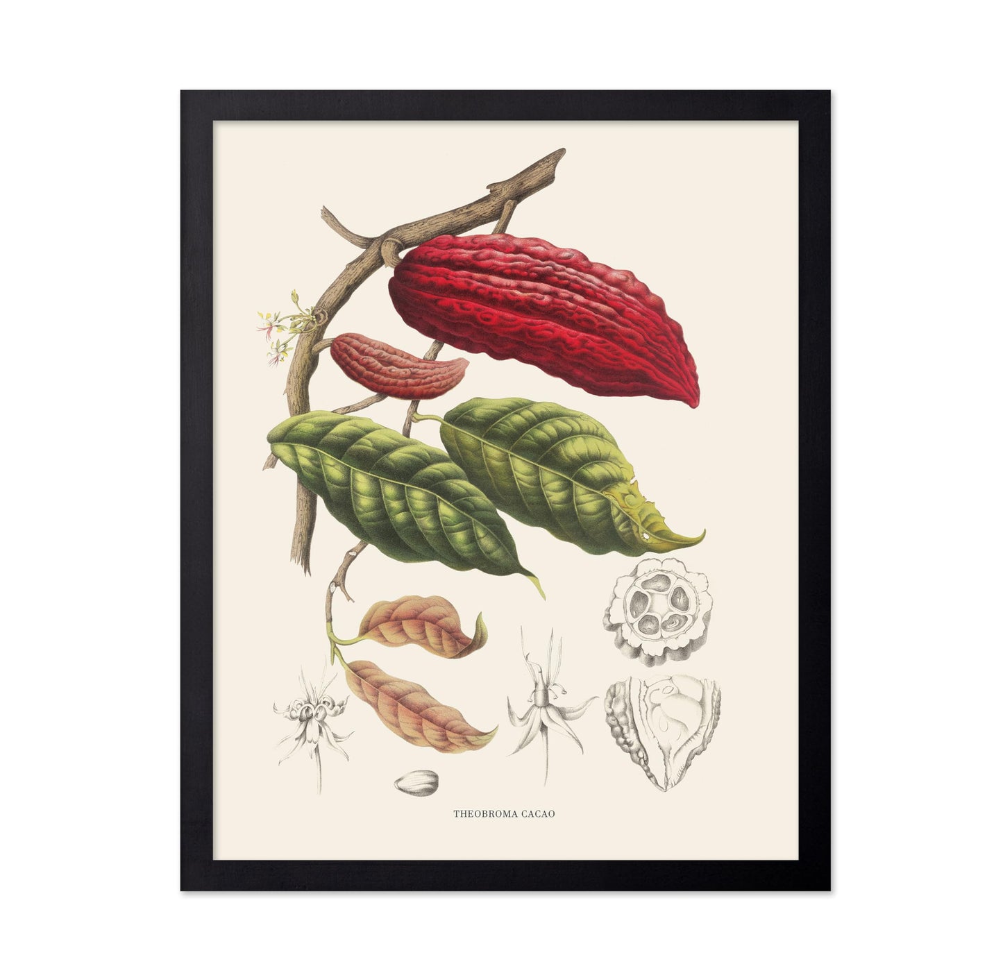 Cocoa Beans